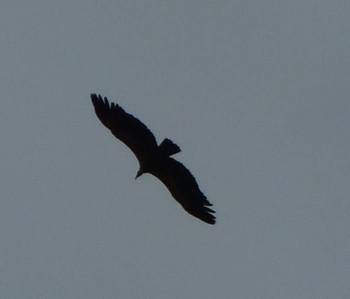 UFO andalusi